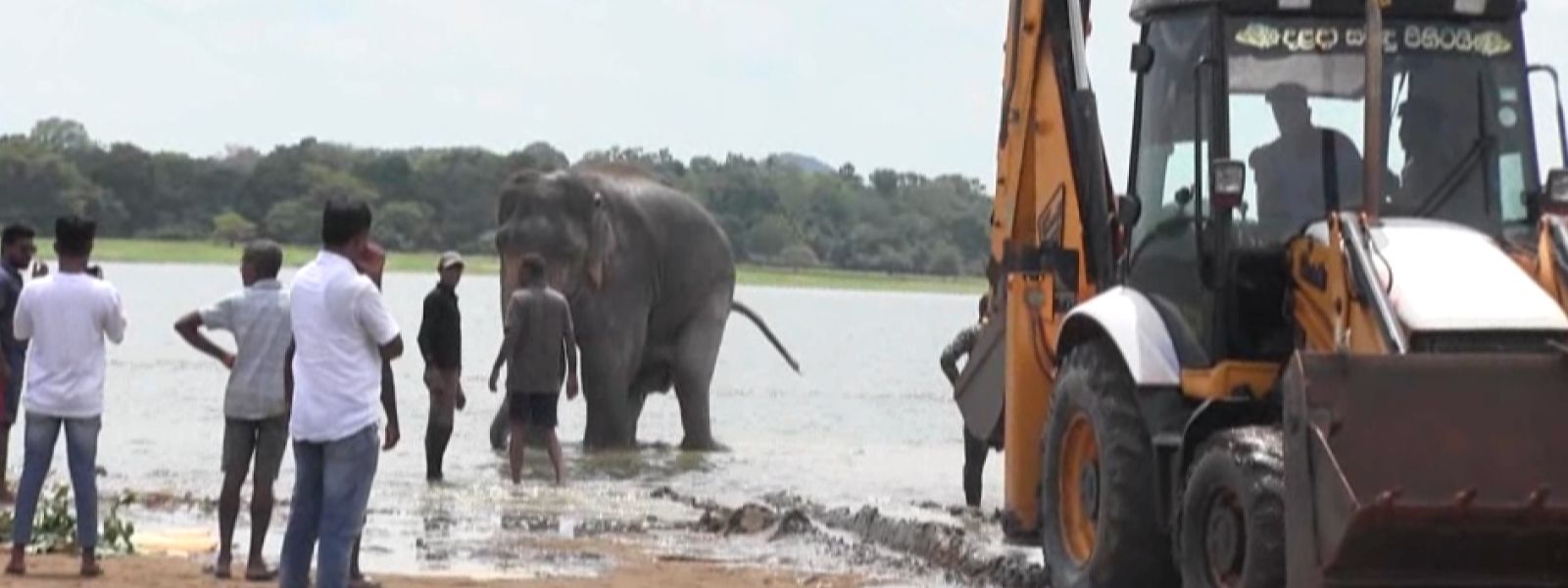 Backhoe Used to Lift Injured Elephant in Kandalama